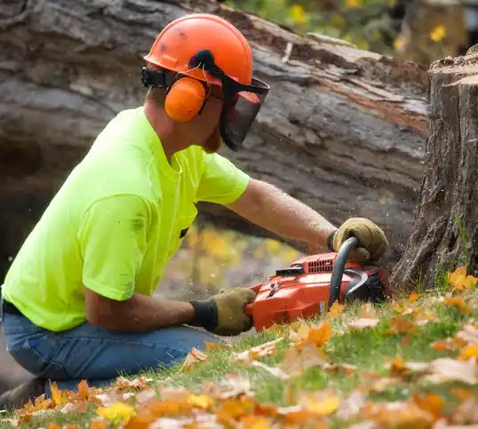 tree services Martins Ferry